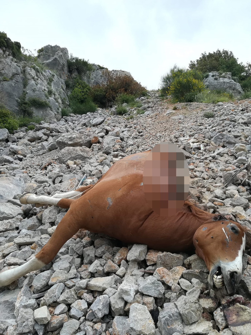 Φρίκη για τα νεκρά άλογα στην Πάρνηθα
