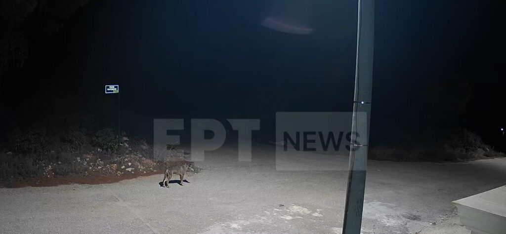 Αγέλη λύκων κάνει βόλτες στην Ιπποκράτειο Πολιτεία και μπαίνουν σε αυλές