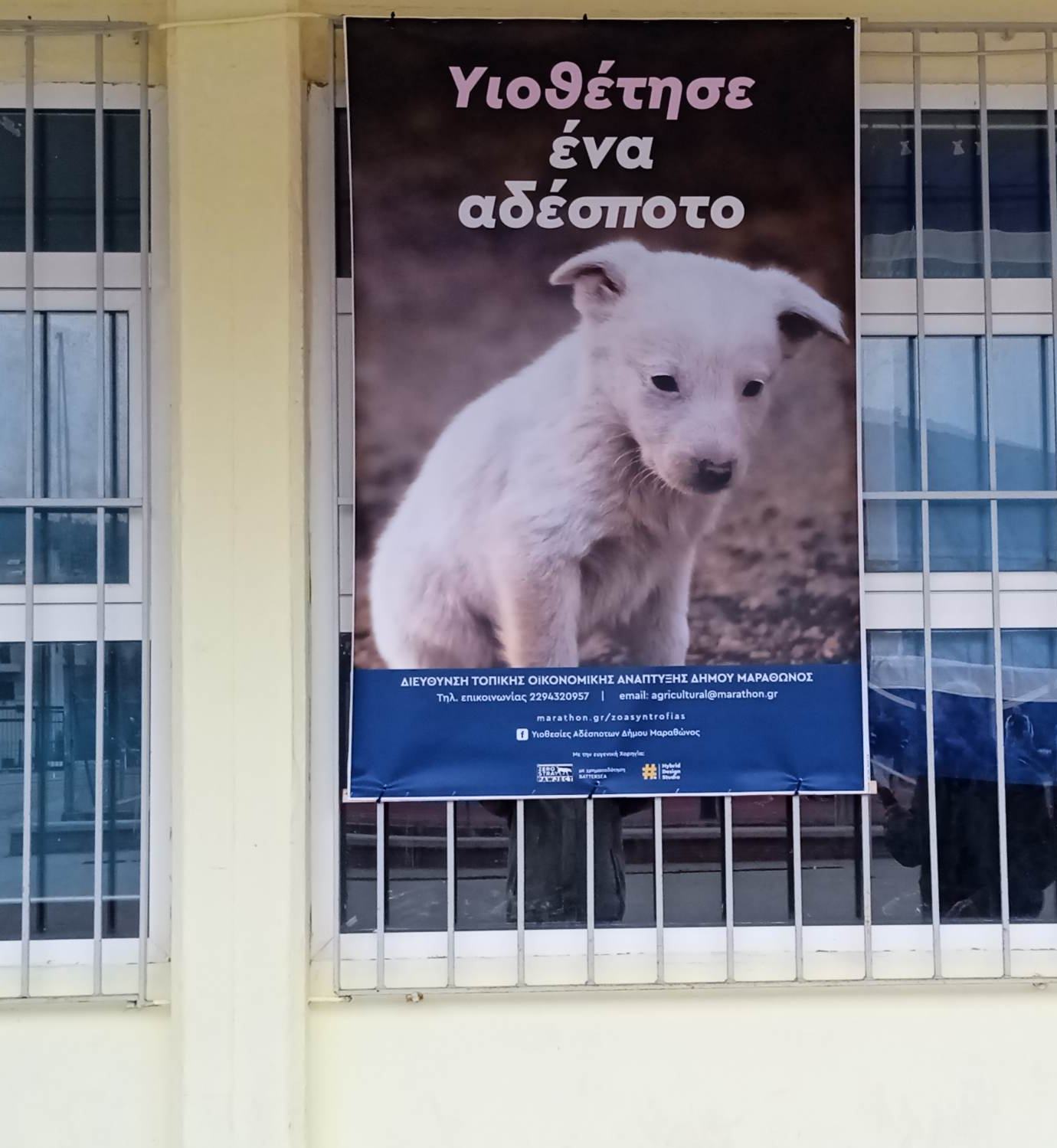 Συνεχίζεται η καμπάνια ενημέρωσης-ευαισθητοποίησης για την διαχείριση και την ευζωία των ζώων από τον Δήμο Μαραθώνος