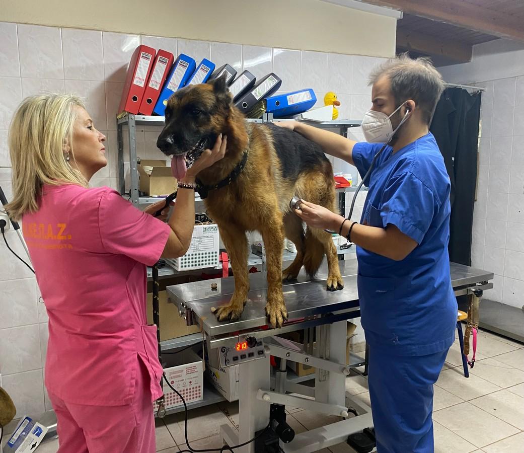 Ηλεκτρονική σήμανση και εμβολιασμός σκύλων, εντελώς ΔΩΡΕΑΝ από το Διαδημοτικό Κέντρο Περίθαλψης Αδέσποτων Ζώων (ΔΙΚΕΠΑΖ)