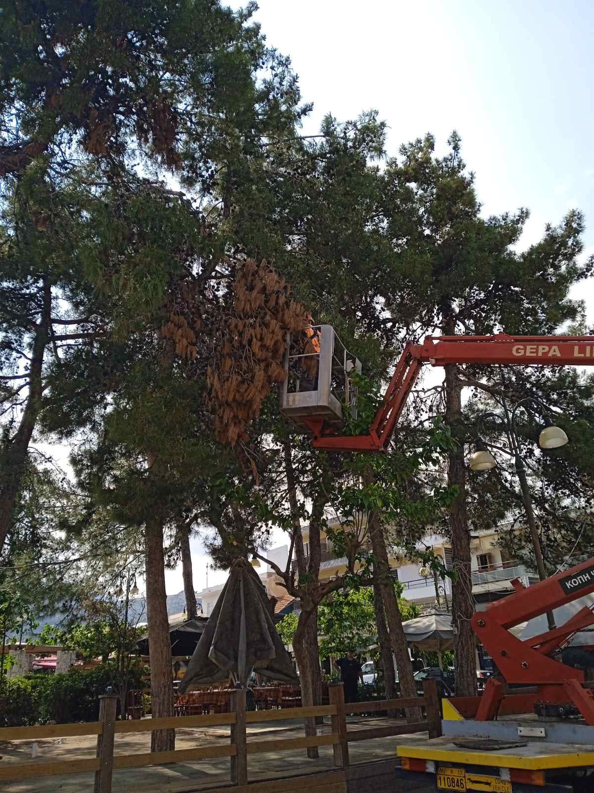 Φυτεύσεις, αποψιλώσεις, κοπές ξερών κλαδιών και αποκομιδές κλαδευτικών υπολειμμάτων από τα συνεργεία της Υπηρεσίας Πρασίνου Δήμου Μαραθώνος