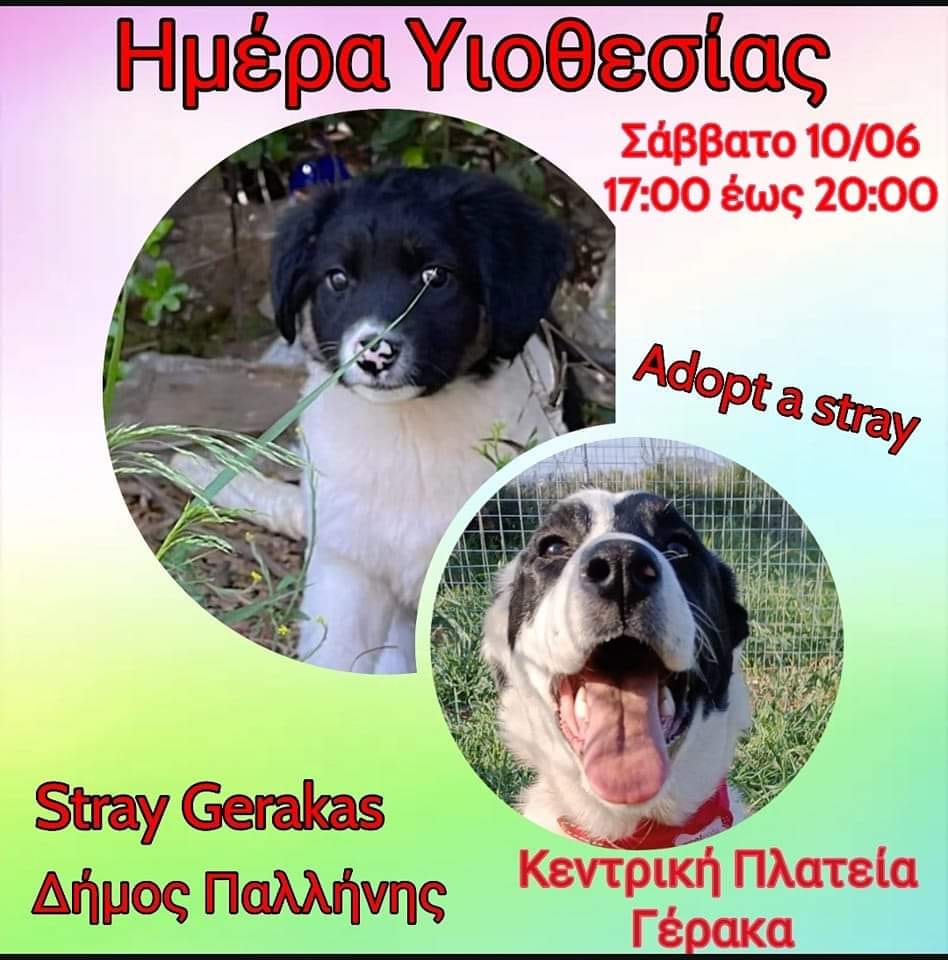 Οι τετράποδοι φίλοι μας, σας περιμένουν να τους προσφέρετε σπίτι και φροντίδα αύριο, Σάββατο 10/6 στην κεντρική πλατεία του Γέρακα.