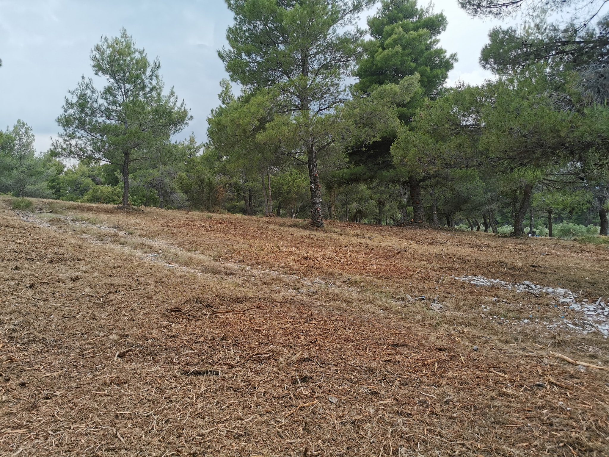 Εκτεταμένος καθαρισμός 70 στρεμμάτων στον οικισμό Αγίων Αγγέλων Άνοιξης