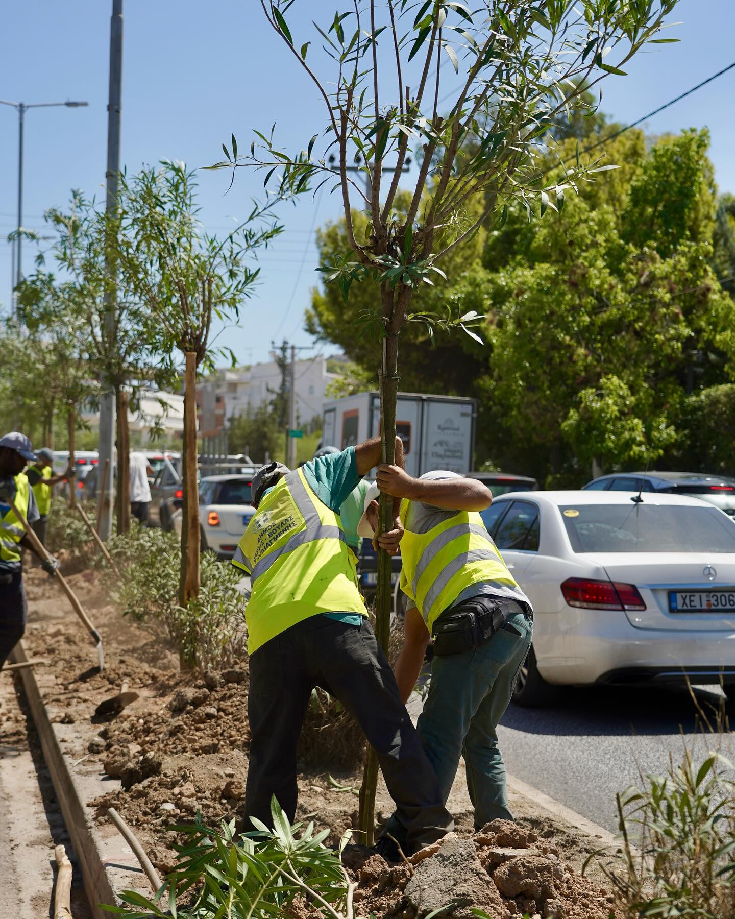 Ένα μεγάλο έργο δενδροφύτευσης βρίσκεται σε εξέλιξη στον Δήμο Βάρης Βούλας Βουλιαγμένης 