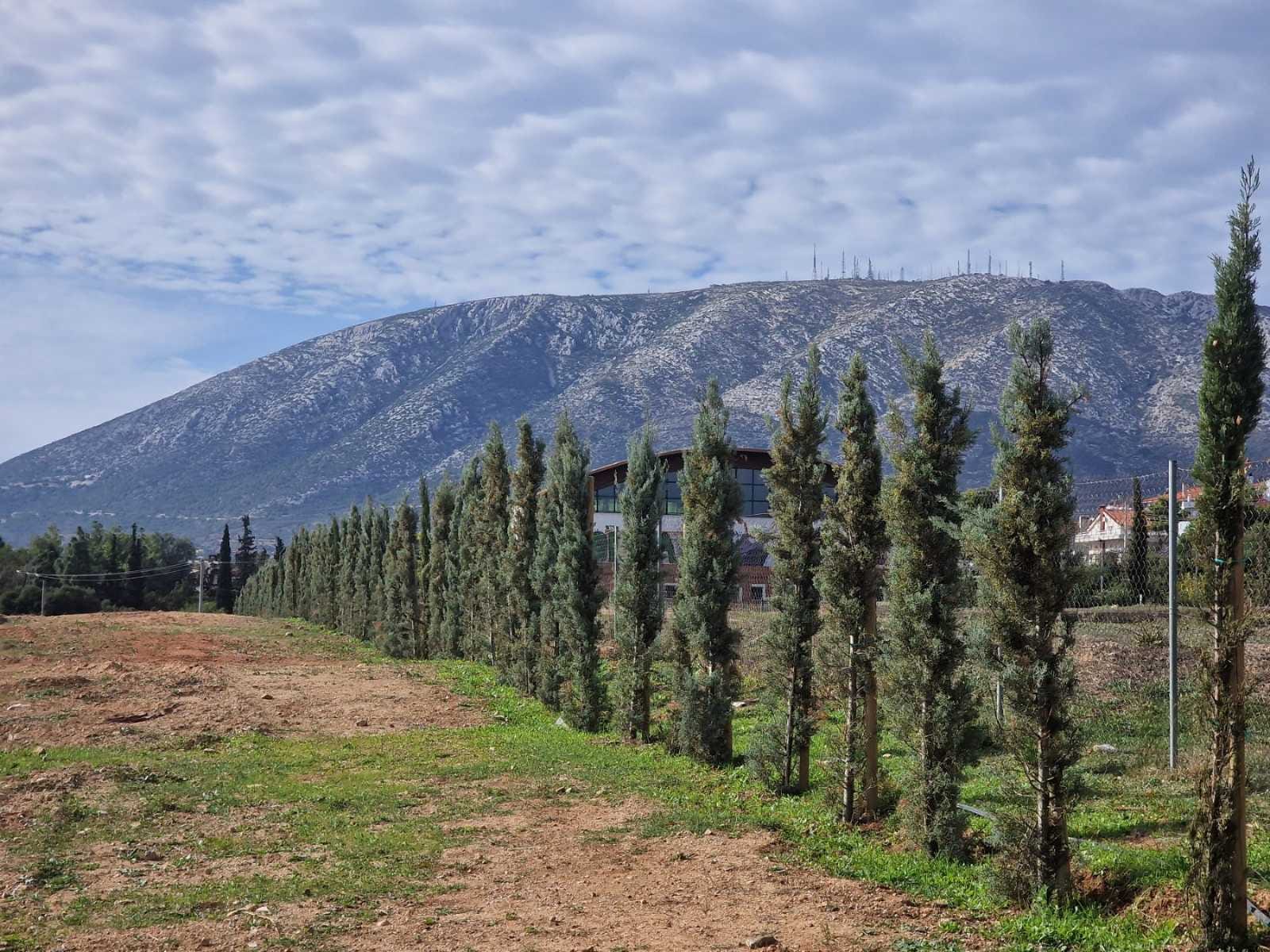 Φυτεύτηκαν 240 δέντρα στο Κτήμα Καμπά με χορηγία που εξασφάλισε ο Δήμαρχος Παλλήνης, Θανάσης Ζούτσος