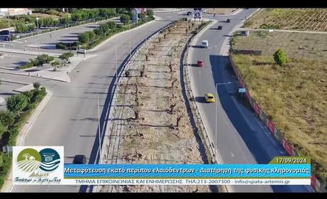 Μεταφύτευση εκατό περίπου ελαιόδεντρων πραγματοποιήθηκε εντός του Δήμου Σπάτων-Αρτέμιδος