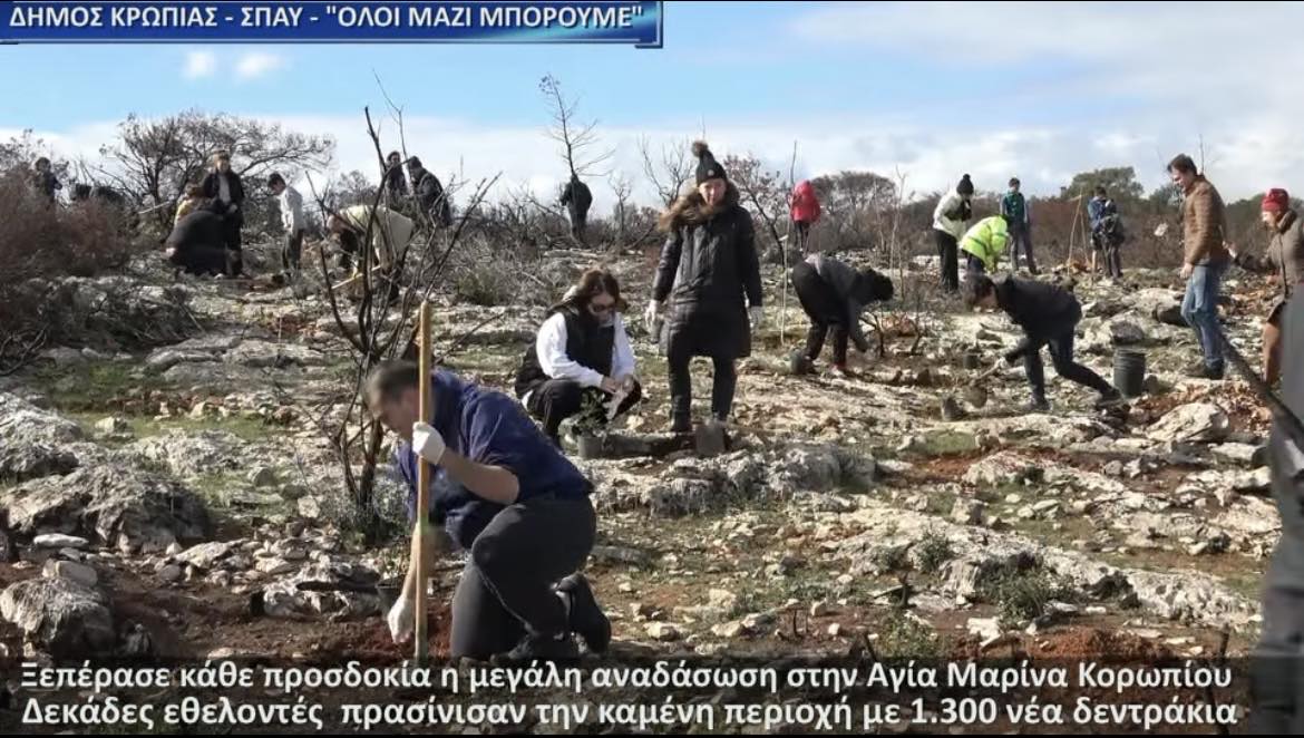 Ξεπέρασε κάθε προσδοκία η μεγάλη αναδάσωση στην Αγία Μαρίνα Κορωπίου