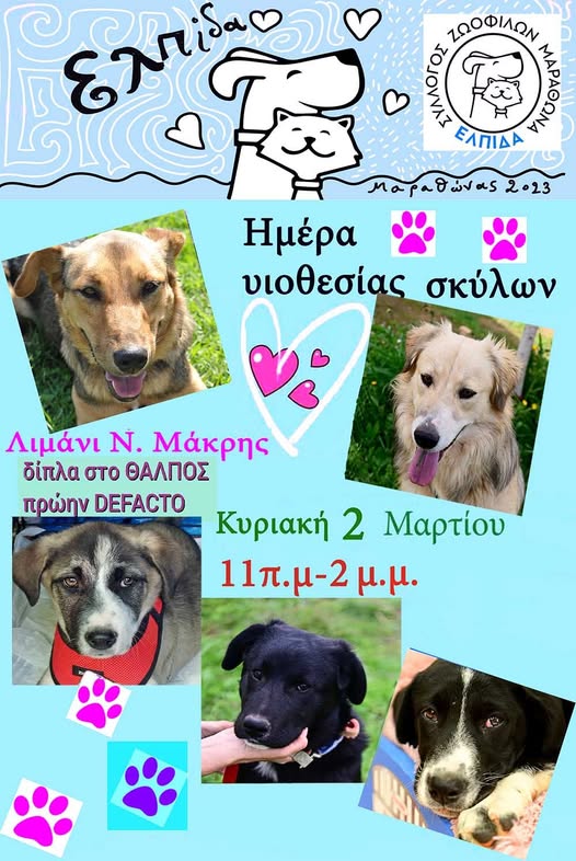 Ημέρα υιοθεσίας σκύλων την ερχόμενη Κυριακή, 2/3/25 στο λιμανάκι Νέας Μάκρης