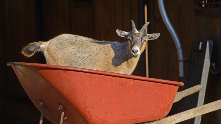 Αμπελόκηποι: Αρχιτέκτονας και CEO γνωστής εταιρείας ο 55χρονος με το παράνομο μαντρί σε ταράτσα