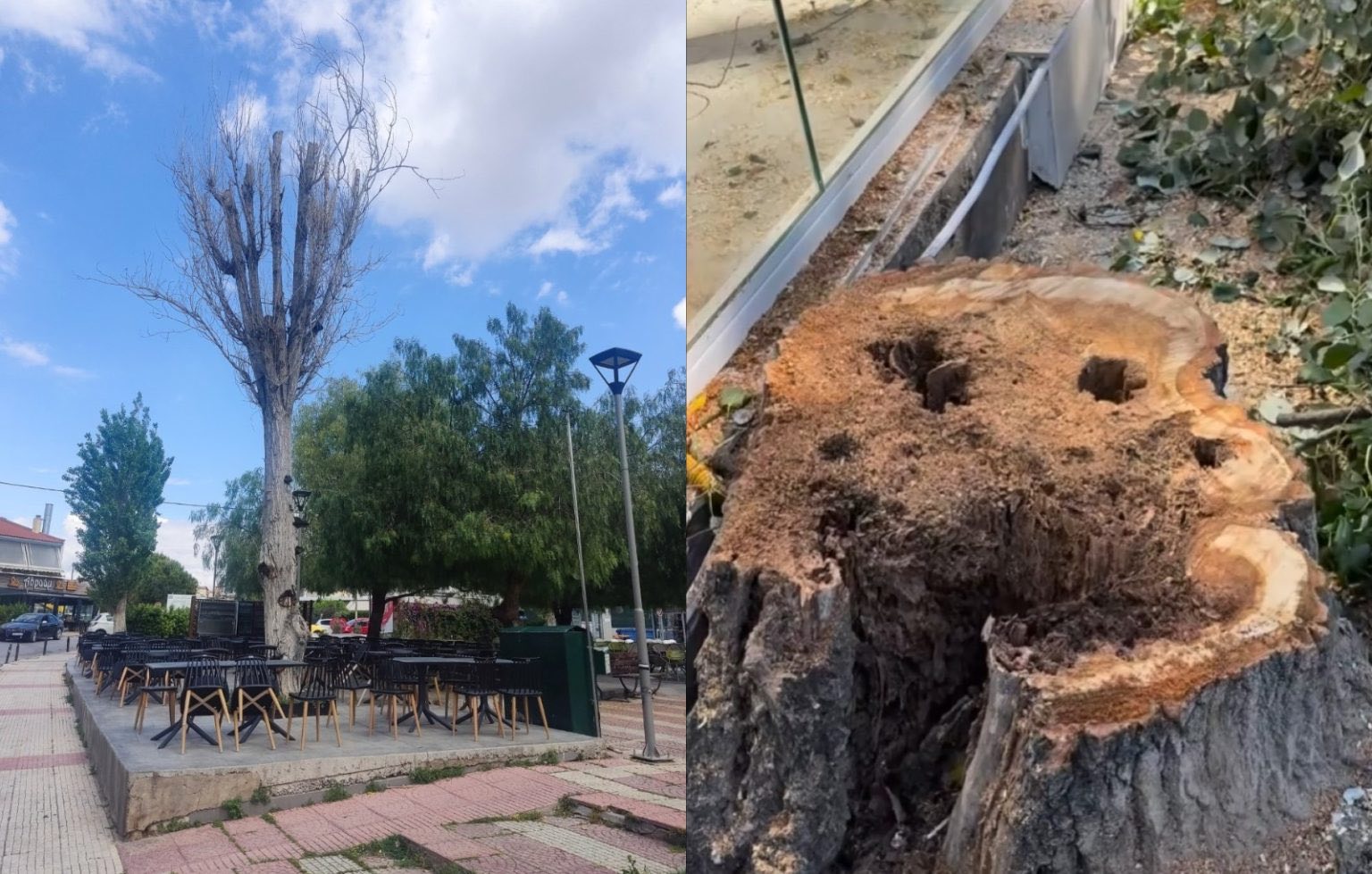 Απομάκρυνση επικίνδυνων δέντρων από την Πλατεία Μακεδονίας στο Γέρακα