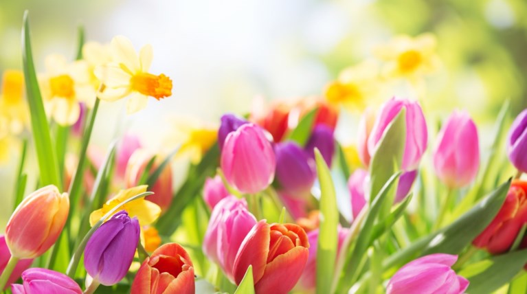 Εαρινή Ισημερία 2026: Σήμερα η πρώτη επίσημη ημέρα της Ανοιξης