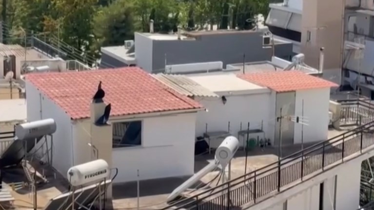 Νέα στοιχεία για τα έξι παιδιά σε σπίτι-τρώγλη στο Περιστέρι: Τρεις καταγγελίες και αφαίρεση επιμέλειας από τους γονείς