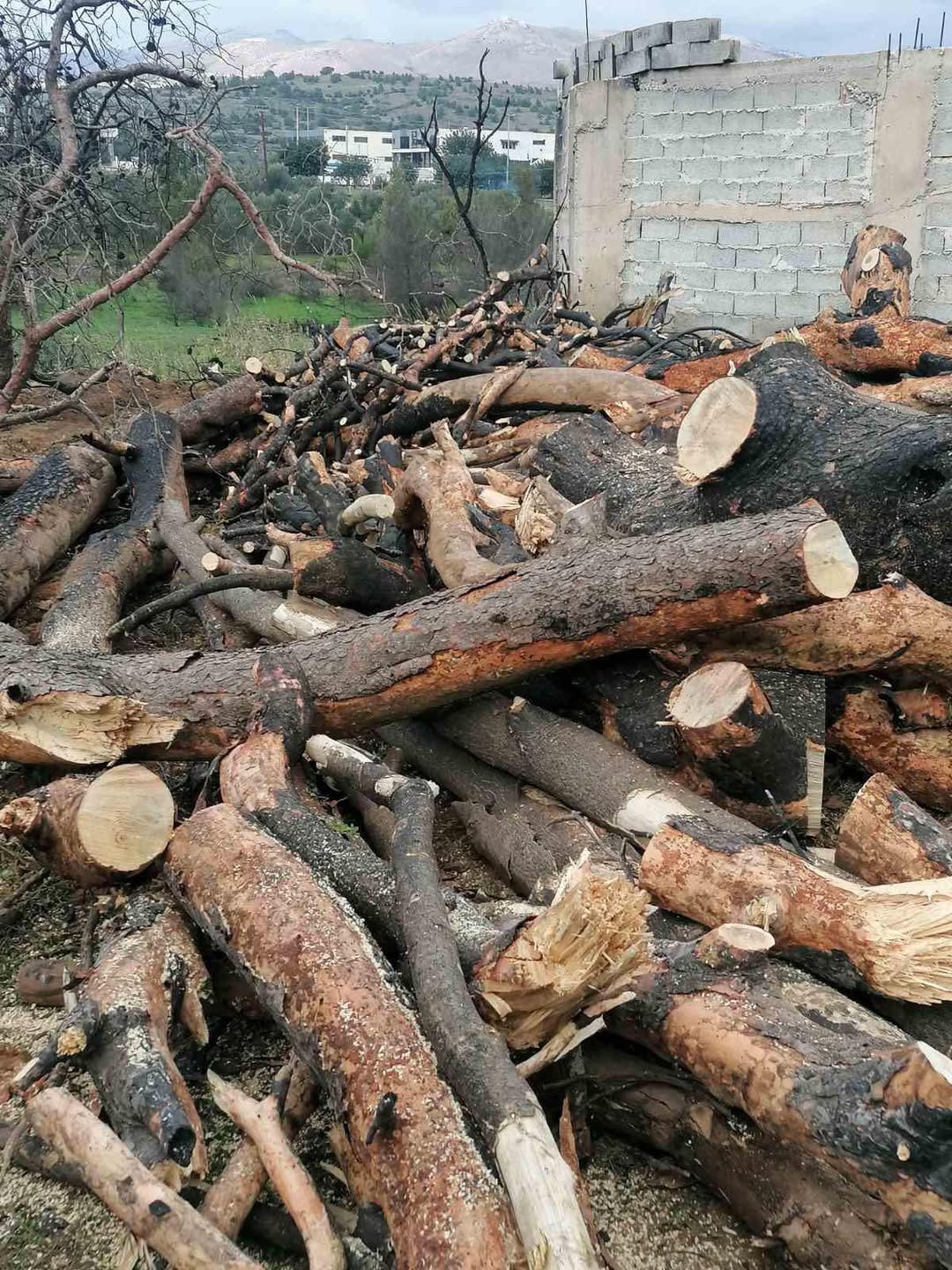 Ο Δήμος Σπάτων – Αρτέμιδος θα πραγματοποιήσει δωρεάν διανομή καυσοξύλων, αύριο Τρίτη 20/1, σε όλους τους κατοίκους του Δήμου