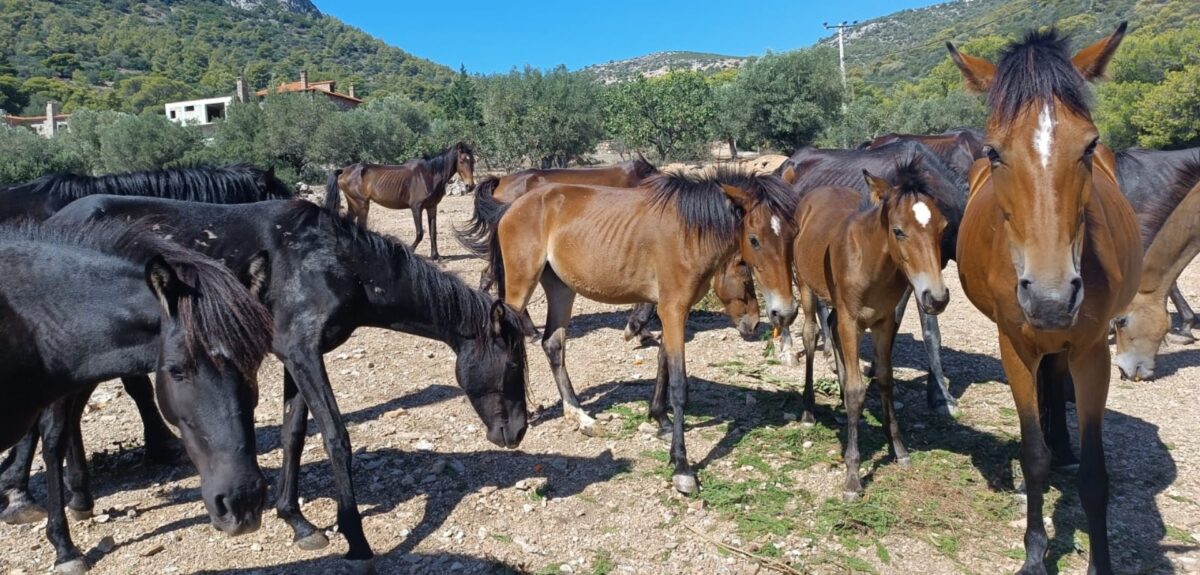Περιφέρεια Αττικής κατά Δήμου Κρωπίας & MEGA για αδέσποτα άλογα - Τι απαντά ο Δήμαρχος Δημήτρης Κιούσης και τι ζητά από την Περιφέρεια