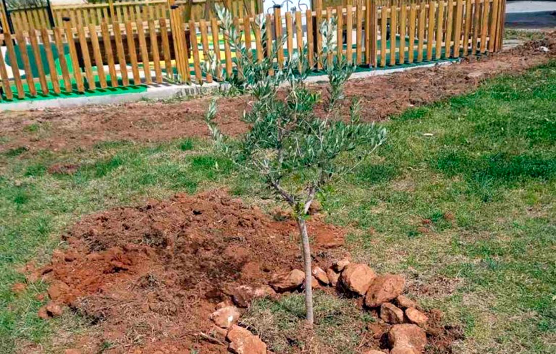 Σύνολο δενδροφυτεύσεων 2022-2023 στον Δήμο Μαραθώνος