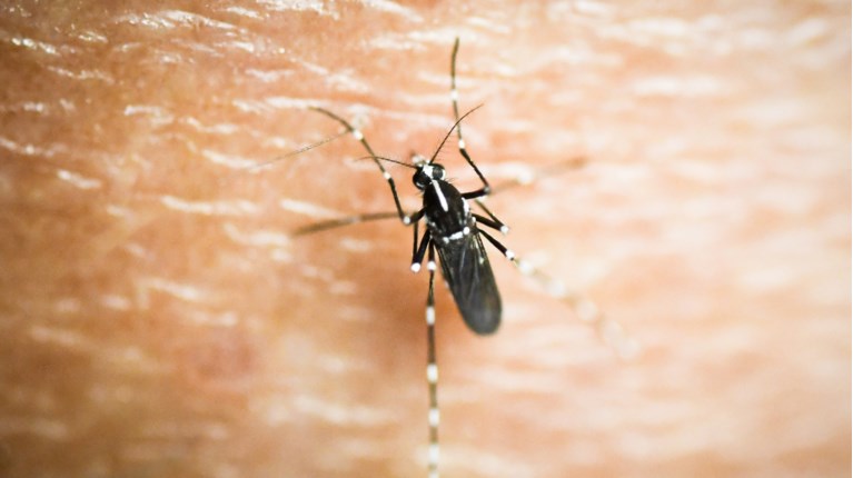 Ανησυχία και στην Ελλάδα για τον ιό τσικουνγκούνια - Τα συμπτώματα και πώς μεταδίδεται