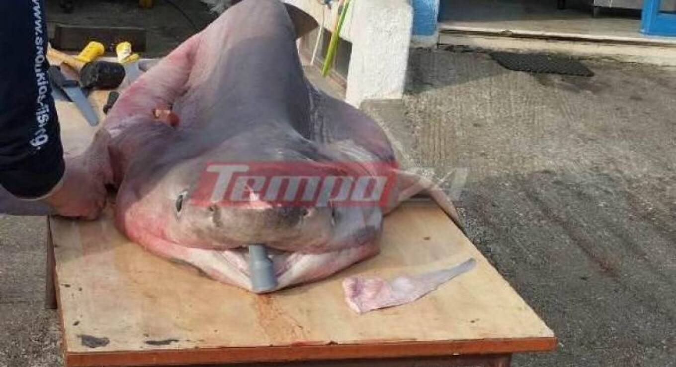 Βγήκαν για ψάρεμα κι έπιασαν... έναν καρχαρία τριών μέτρων - Βίντεο