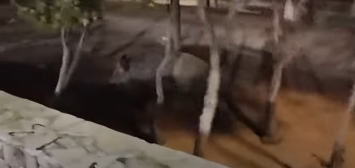 Αγριογούρουνα κόβουν βόλτες στην πλατεία Θρακομακεδόνων στο Μενίδι - Αναστάτωση στους κατοίκους (video)