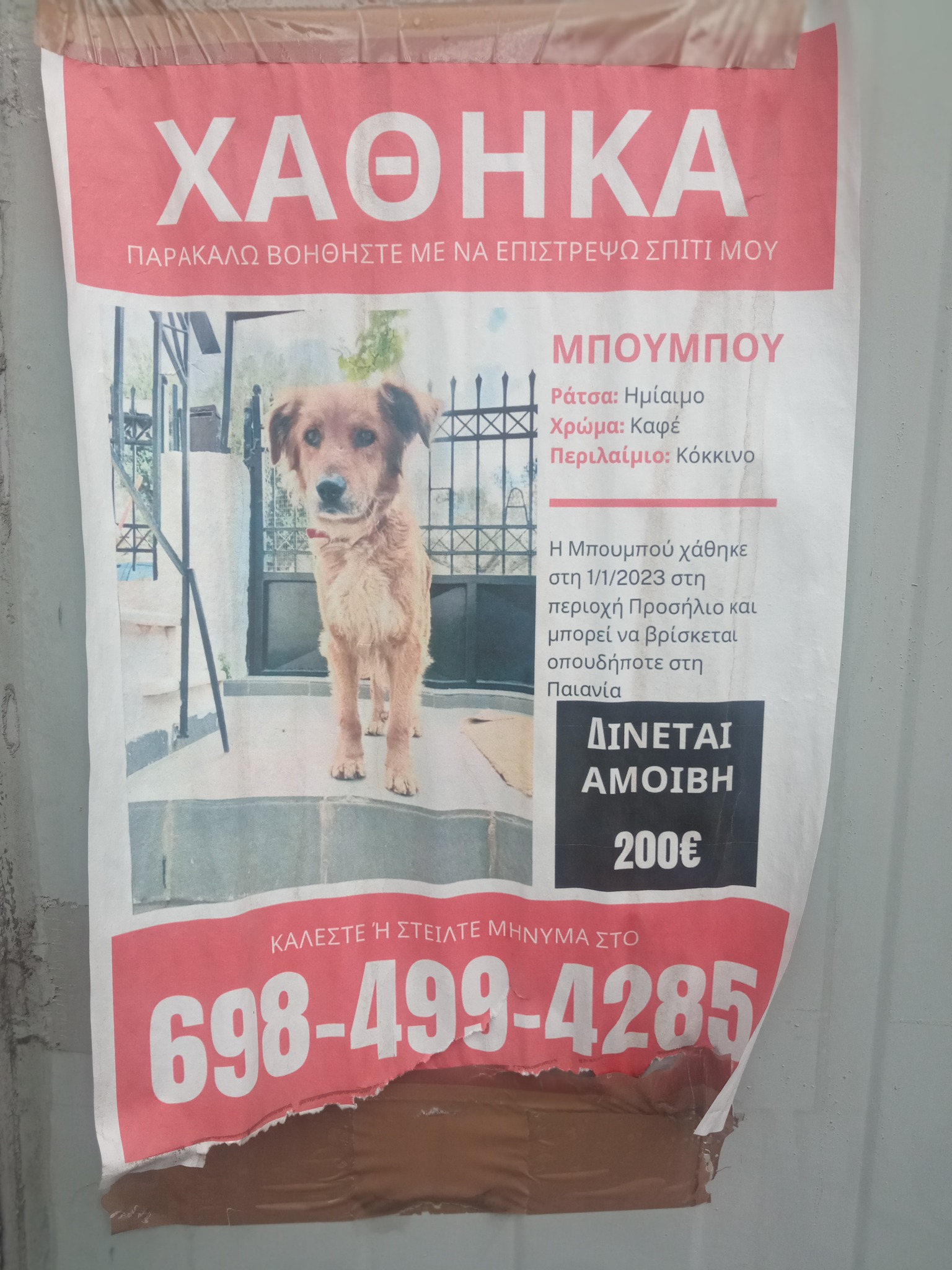 H Μπουμπού χάθηκε  - Ας την βοηθήσουμε να επιστρέψει σπίτι της